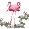 Flamingos - Animals - 