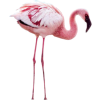 Flamingos - Zwierzęta - 