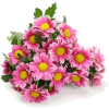 Flowers - 植物 - 