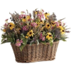 Flowers - Plants - 