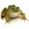 Frog - Živali - 