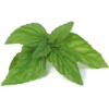 Herb - 植物 - 