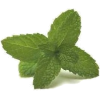 Herbs - Plantas - 