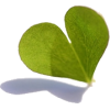 Leaf - Biljke - 