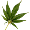 Marihuana - Biljke - 