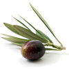 Olive - Vegetables - 