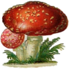 Mushroom - Растения - 