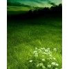 Green - Moje fotografie - 