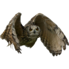 Owl - Živali - 