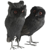 Owls - Animals - 