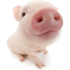 Pig - Tiere - 