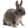Rabbit - Animales - 