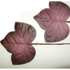 marsala leaves - Rośliny - 