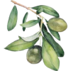 maslina - Plants - 