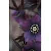 mauve flower - Uncategorized - 