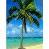 palm tree - Background - 