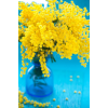 mimosa - Plantas - 