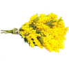 mimosa - Uncategorized - 