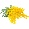 mimoza - 植物 - 