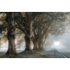 mist trees photo - Uncategorized - 