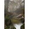 misty forest and river - Natur - 