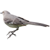 mockingbird - Animali - 