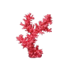 ružičasti koralj - Ilustracije - 