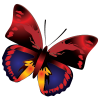 butterfly04 - 插图 - 