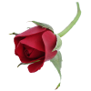 Rose - 植物 - 