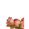 Rose - Plantas - 