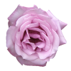 Rose - Растения - 