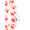 Roses - Fundos - 