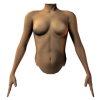 female torso front - 模特（假人） - 