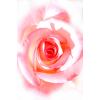 Rose - Fundos - 