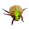 Bug - 動物 - 