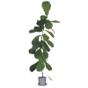 Plant - Plantas - 