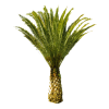 Palms - Rośliny - 