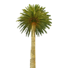 Palms - Rośliny - 