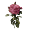 Rose - Rośliny - 
