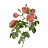 Rose - Растения - 
