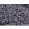 white snow - Background - 