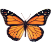 monarch butterfly - Animali - 