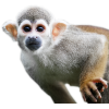 monkey - Animals - 