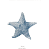 morska zvezda - Животные - 