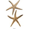 morska zvezda - 動物 - 