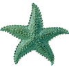 morska zvezda - Животные - 