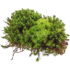 moss - 植物 - 