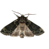 moth - Uncategorized - 