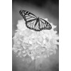 motyl - Zwierzęta - 