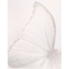 motyl - Animali - 